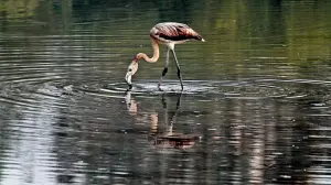 Flamingos missing at Navi Mumbai wetlands, activists warn of toxic waters